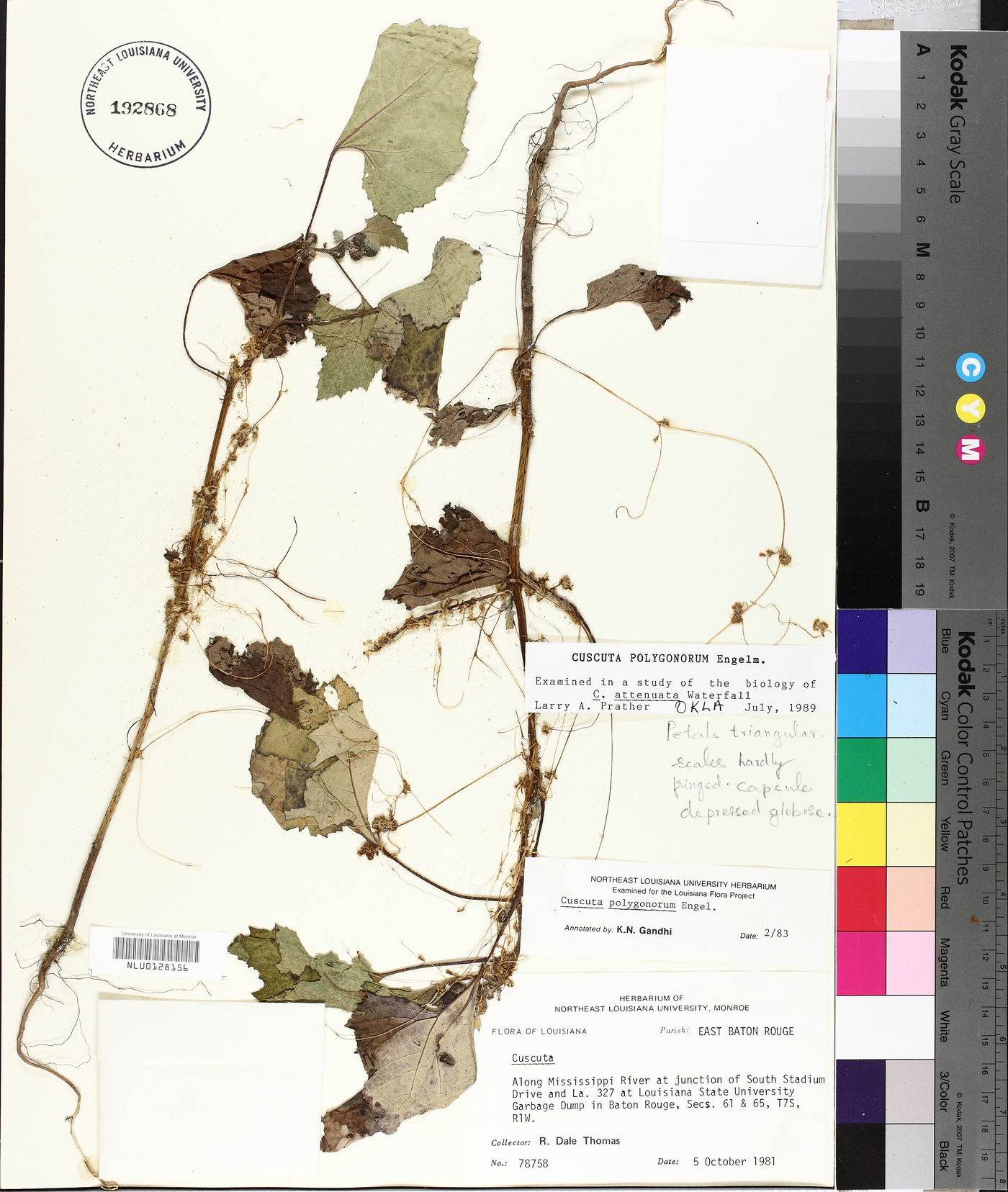 Cuscuta polygonorum image