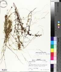 Cuscuta pentagona image