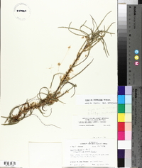 Cuscuta pentagona image