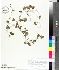 Dichondra brachypoda image