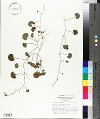 Dichondra carolinensis image