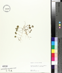 Dichondra carolinensis image