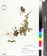 Dichondra carolinensis image