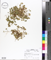 Dichondra carolinensis image