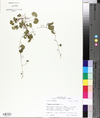 Dichondra carolinensis image