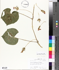 Ipomoea purpurea image