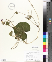 Ipomoea hederacea image