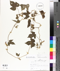 Ipomoea purpurea image