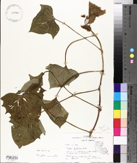 Ipomoea indica image