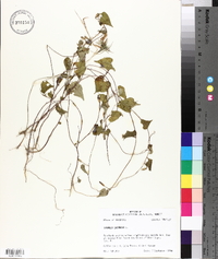 Ipomoea lacunosa image