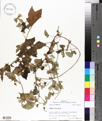 Ipomoea hederifolia image