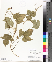 Ipomoea hederacea image