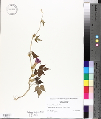 Ipomoea hederacea image