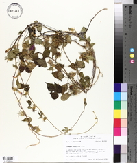 Ipomoea hederacea image