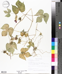 Ipomoea hederacea image