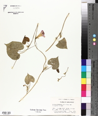 Ipomoea hederacea image