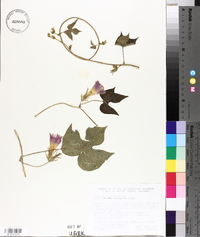 Ipomoea hederacea image