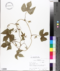 Ipomoea hederacea image