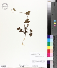 Ipomoea x leucantha image