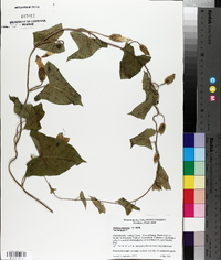 Ipomoea purpurea image