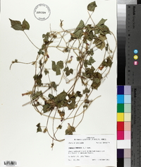 Ipomoea purpurea image