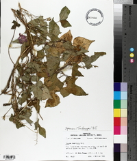 Ipomoea trichocarpa image