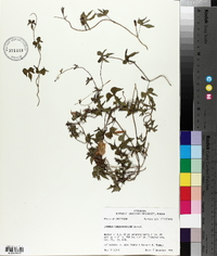 Ipomoea trichocarpa image