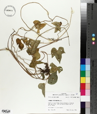 Ipomoea trichocarpa image