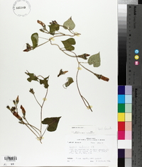 Ipomoea trichocarpa image