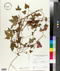 Ipomoea trichocarpa image