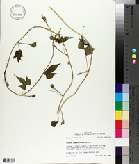 Ipomoea cordatotriloba image