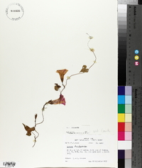 Ipomoea trichocarpa image