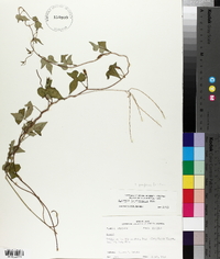 Ipomoea trichocarpa image