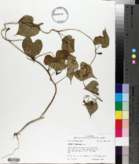 Ipomoea turbinata image