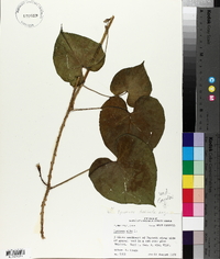 Ipomoea turbinata image