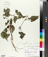 Ipomoea turbinata image