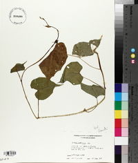 Ipomoea turbinata image