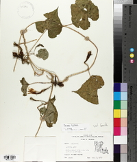 Ipomoea turbinata image