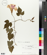 Ipomoea indica image