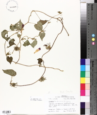 Ipomoea hederacea image