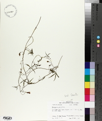 Ipomoea wrightii image