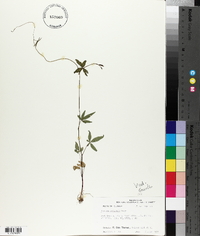 Ipomoea wrightii image