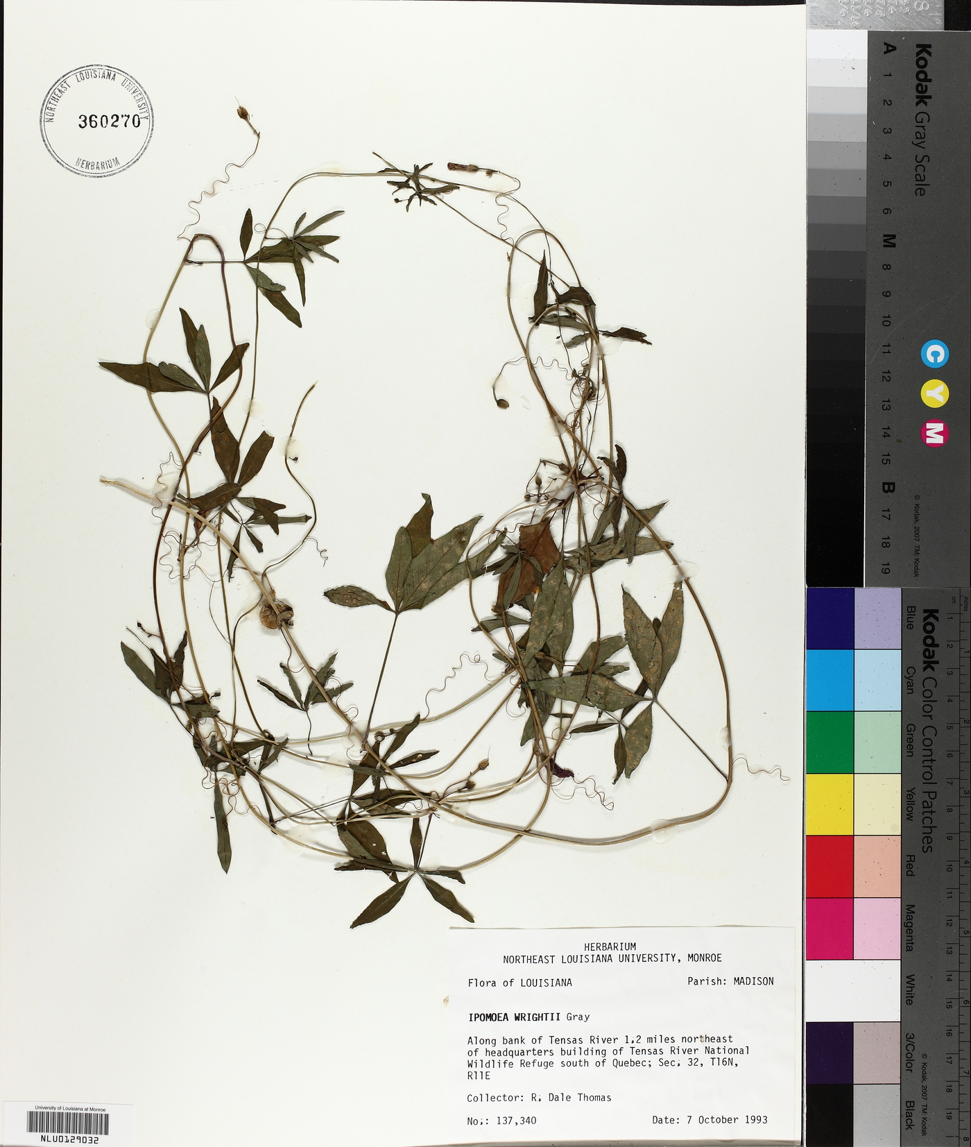 Ipomoea wrightii image