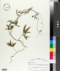 Ipomoea wrightii image