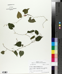 Ipomoea cordatotriloba image