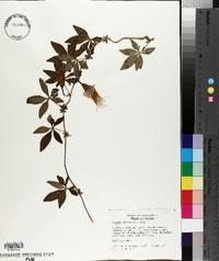 Ipomoea cairica image