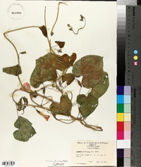 Ipomoea purpurea image