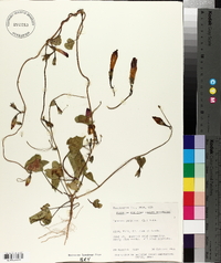 Ipomoea purpurea image