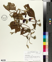 Ipomoea purpurea image