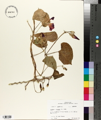 Ipomoea purpurea image